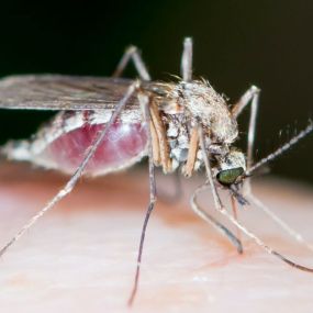 Mosquito Treatment