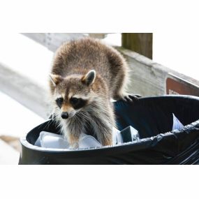 wildlife removal services