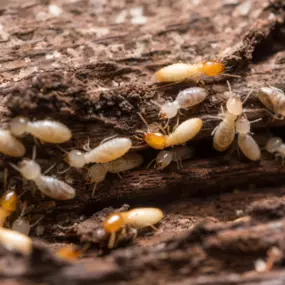 Termite Treatment