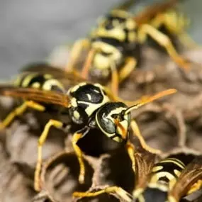 Wasp Control