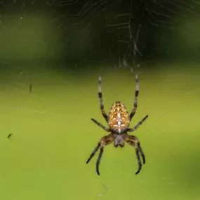 Your Memphis Spider Control Experts
When you’re facing a possible spider infestation, there are a few things you should consider. At Foundation Pest Control, we know you want to keep you, your family and belongings free from spiders, so we are providing you with some helpful tips on controlling spiders in your home.

Remember here at Foundation Pest Control we are available to assist you in all your Memphis spider control needs. If you have questions regarding our services, call us today!