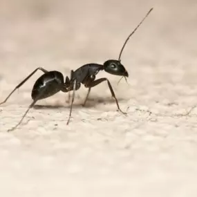 Memphis Ant Control