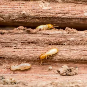 Termite Treatment In Germantown