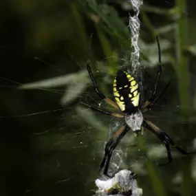 Memphis Spider Control