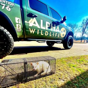 Raccoon Removal - Alpha Wildlife Memphis