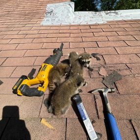 Wildlife Removal in Memphis, TN |  Memphis Veteran Owned and Operated animal removal and prevention service. We remove squirrels, raccoons, rats, snake, skunks and everything in between! No wildlife is too big or small. We are your one stop shop to make sure the job is done right - humanely and safely! After we trap unwanted wildlife, we repair the entry and educate you on prevention.

Our team of wildlife removal experts are licensed, trained and experienced in the habits of wildlife, which are