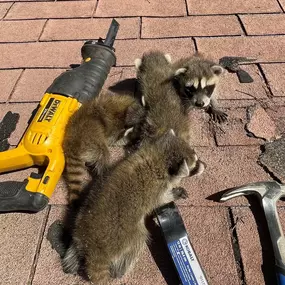 Raccoon Removal - Alpha Wildlife Memphis