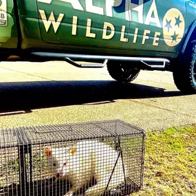 Raccoon Removal - Alpha Wildlife Memphis