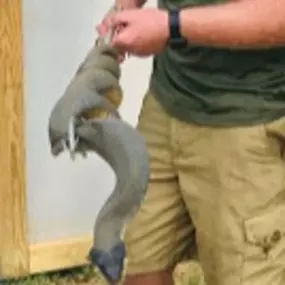 Snake Removal - Alpha Wildlife Memphis