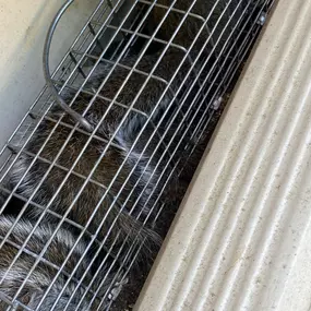 Squirrel Removal - Alpha Wildlife Memphis