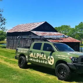 Wildlife Removal - Alpha Wildlife Memphis