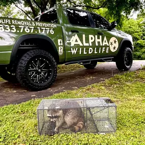 Raccoon Removal - Alpha Wildlife Memphis