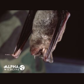 Bild von Alpha Wildlife Chattanooga