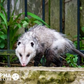 Bild von Alpha Wildlife Chattanooga