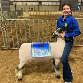 Congratulations to Hannah Hays for winning Champion Ewe Dorset Advantage at the Chisholm Stock Show! We love being able to support our local teens and all their hardwork!!