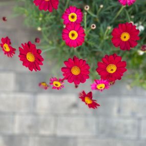 Floristeria-Emmy-Sants.12.jpg