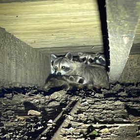 Raccoon Removal - Alpha Wildlife Knoxville