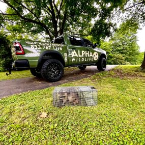 Raccoon Removal - Alpha Wildlife Knoxville