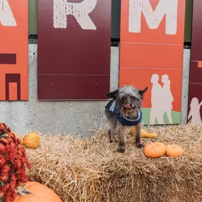 Drew Federau - State Farm Insurance Agent