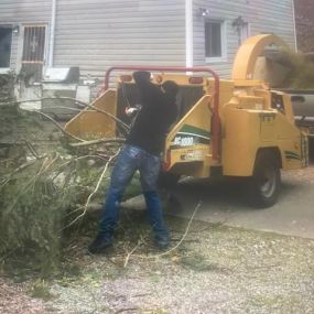 Bild von United Tree Service