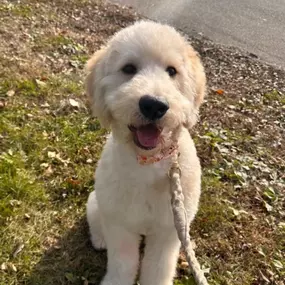 Kicking off the week with some furry fun! These adorable dogs are here to add a little extra cheer to your Monday. Let’s make it a great week!