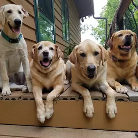 Kicking off the week with some furry fun! These adorable dogs are here to add a little extra cheer to your Monday. Let’s make it a great week!