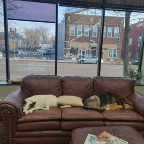 Debbie Anderson - State Farm Insurance Agent in St. Paul Office Dogs!