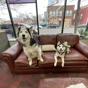 Debbie Anderson - State Farm Insurance Agent in St. Paul Office Dogs!