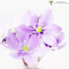 Violette Blüte auf Weiß