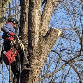 Bild von Parks Tree West (WestShore Tree Service LLC)