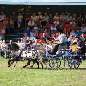 Bild von Snailriver Horse Drawn Carriage Co