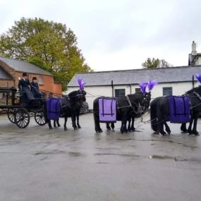 Bild von Snailriver Horse Drawn Carriage Co