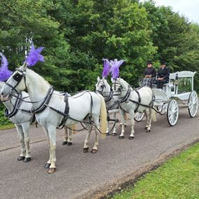 Bild von Snailriver Horse Drawn Carriage Co