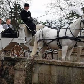 Bild von Snailriver Horse Drawn Carriage Co