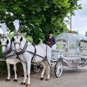 Bild von Snailriver Horse Drawn Carriage Co