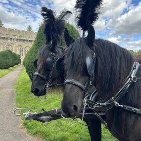 Bild von Snailriver Horse Drawn Carriage Co