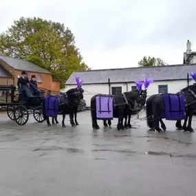Bild von Snailriver Horse Drawn Carriage Co