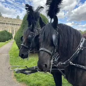 Bild von Snailriver Horse Drawn Carriage Co