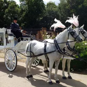Bild von Snailriver Horse Drawn Carriage Co