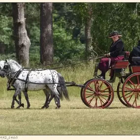 Bild von Snailriver Horse Drawn Carriage Co