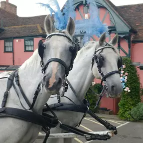 Bild von Snailriver Horse Drawn Carriage Co