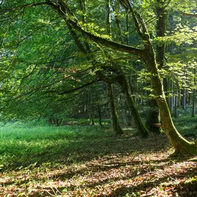 Bild von paxnatura Naturbestattungs GmbH & Co KG