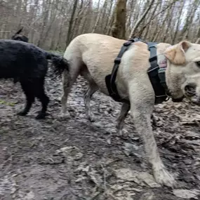 Bild von Showpaws