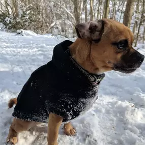 Bild von Showpaws