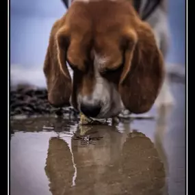 Bild von Showpaws