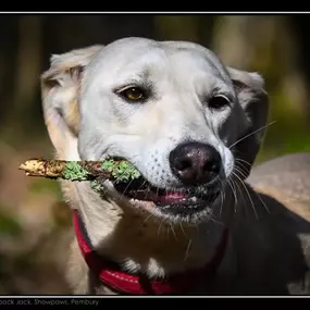 Bild von Showpaws