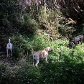 Bild von Showpaws
