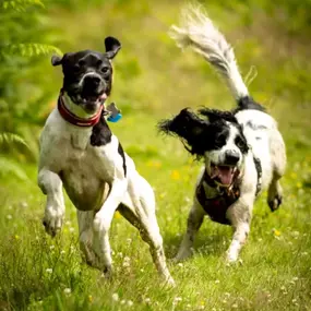 Bild von Showpaws