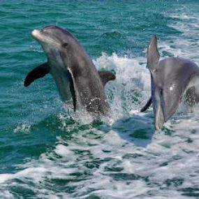 Bild von Passage Key Dolphin Tours
