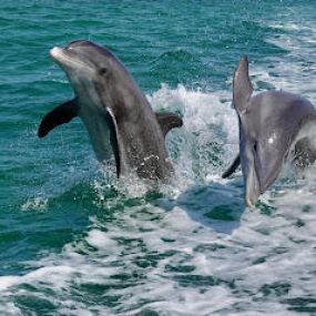 Bild von Passage Key Dolphin Tours